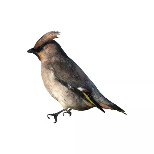 mondilab Pestvogel  (103334)